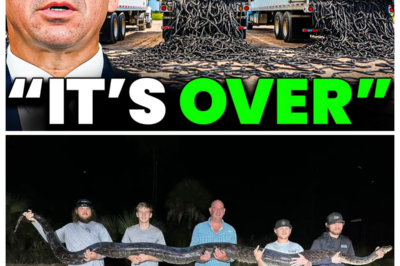 FLORIDA WAS MOCKED FOR RELEASING HUNDREDS OF RARE SNAKE KILLERS—BUT THE RESULT SHOCKED EVERYONE. What Started as a Controversial Conservation Effort Quickly Became the Center of Debate Among Scientists, Residents, and Media. How Did These Predatory Snakes Impact Local Ecosystems, What Unexpected Changes Occurred, and Why Did Critics Suddenly Rethink Their Stance? ONE ELECTRIC QUESTION Has Everyone Talking: Did This Bold Move Turn Out to Be a Brilliant Conservation Win—or a Dangerous Gamble That Paid Off Unexpectedly? 👉 Click the Article Link in the Comment to Discover the FULL STORY and the Surprising Outcome.