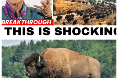 Mexico Released Bisons in a Desert — and 10 years later…