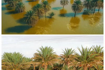 For HALF A CENTURY, vast stretches of the SAHARA DESERT remained relentlessly DRY, BARREN, AND UNCHANGED