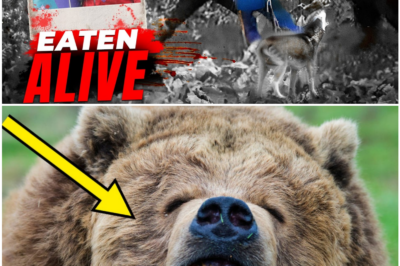 Grizzly Bear Attacks That Defy Belief — Survival Stories You Have to See