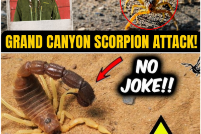 Abigail Barronian’s Near-Death Scorpion Sting That Shocked Doctors