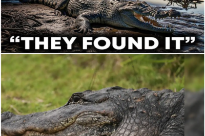 Florida’s Vanishing Crocodiles Lead to a Discovery More Terrifying Than Anyone Expected