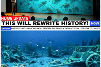 🦊 FROZEN IN TIME UNDER THE RED SEA: Divers Claim Pharaoh’s Army Was Found Preserved Below — Egyptologists Stunned Into Silence 🌊⚔️