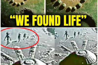 🦊 COSMIC SHOCKWAVES: NASA Secretly Confirms Signs of ALIEN CIVILIZATION on Proxima B—Scientists PANIC 🚨