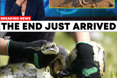 🐍 Nature Fights Back: Florida’s Unusual Predator Plan Sparks New Wildlife Debate