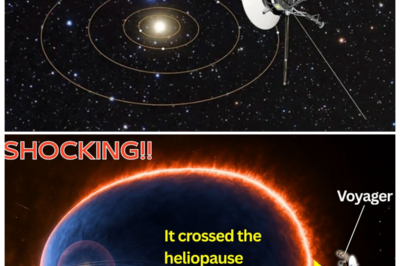 🐘 Breaking News: Voyager’s Edge-of-Solar-System Discovery Shakes Up Astronomy! 🌠 “When we push the limits of exploration, the universe surprises us!” NASA’s Voyager spacecraft has crossed the solar system’s edge, and its latest findings are nothing short of extraordinary. The data collected from this historic journey challenges existing theories and offers a glimpse into the mysteries that lie beyond our solar system. This revelation is set to ignite new interest in space exploration and deepen our understanding of the cosmos! 👇