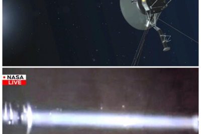 🐘 The Shocking Truth Revealed: Voyager 2’s Final Transmission Haunts Us All! 🔭 “Sometimes, the silence of space speaks louder than words!” Voyager 2’s last transmission has confirmed what many have feared all along: the universe is filled with perilous mysteries that threaten our very existence. As scientists unravel the final messages from this legendary spacecraft, they are faced with the daunting reality of what lies beyond our planet. Are we prepared to face the chilling truths that Voyager 2 has exposed? 👇