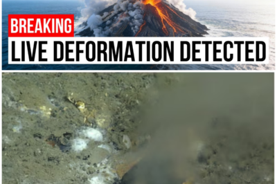 😱 Maximum Alert: The Quiet Volcano Off Oregon’s Coast Is Swelling – Could It Trigger a Tsunami? 😱 – HTT