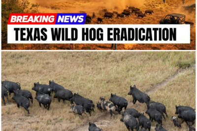 😱 Unearthing the Past: Texas’s Wild Hog Eradication Reveals Ancient Secrets Beneath the Surface! 😱 – HTT