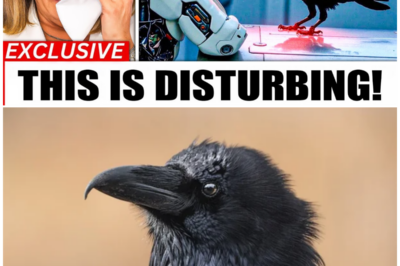AI Cracks Crow Language: What These Birds Say About Us Will Blow Your Mind!