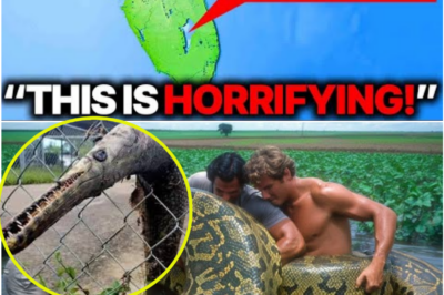 Florida Wetland Drainage Unleashes Invasive “Monsters” That Terrify Biologists and Threaten Restoration Efforts