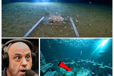 🌊 DESCENT INTO MADNESS — EXPLORERS PLUNGE TO THE BOTTOM OF THE MARIANA TRENCH AND WITNESS SOMETHING NO ONE ON EARTH WAS MEANT TO SEE 😱 The narrator’s voice drops to a suspenseful whisper as cameras flicker in the crushing darkness, pressure creaking around their vessel, and strange, impossible shapes appear through the murky water, hinting at secrets the planet has hidden for millions of years 👇