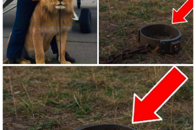 Woman Vanished While Flying in 1988 — 20 Years Later, Investigators Found Something Terrifying…  In August 1988, Louise Brennan loaded her rescued lion onto her Cessna at a private airstrip outside Amarillo. One pilot, one lion, three hours to Austin for the wildlife sanctuary donation ceremony. The ranch’s investor waved from the tarmac as they took off.  They never made it to Austin.  The search lasted two weeks. The plane was declared lost in remote West Texas backcountry, too vast, too hostile, too expensive to keep searching. No mayday call. No wreckage spotted. The investor gave a touching eulogy, adopted Louise’s eight-year-old daughter, and expanded the exotic animal ranch into an empire. The desert kept its secrets.  But in 2008, when drought dropped water tables across Texas, a rancher checking his dried stock pond found aluminum gleaming in the cracked mud.   When he got closer, he saw the tail number. Called the sheriff. They found Louise’s plane perfectly preserved, windows shattered, seats torn by weather, cargo door hanging open.  Found the lion’s collar ten feet from the cockpit, leather cracked but intact. The primitive GPS tracker still held data. The last ping was three miles from the crash site, four days after Louise vanished.  What they found next would reveal why a mother and her lion survived the crash, why someone left them to die in the desert, and why the man who raised Louise’s daughter for twenty years knew exactly where to find them.