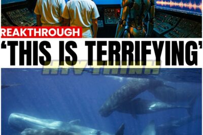 The Astonishing Language of Whales: What AI Has Revealed Will Shock You