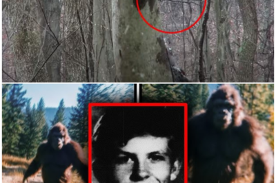 🦊 “THE FOOTAGE THAT MADE EXPERTS GO SILENT”: Hiker’s Chilling Bigfoot Video Sparks Worldwide Panic 🌲📹