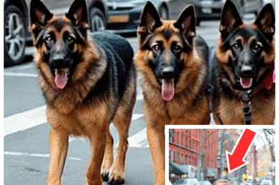 🙊 The Little Girl and Her Police Dogs: A Hidden Secret Unveiled 🌪️🔍  This gripping tale unfolds in a quiet neighborhood where a seemingly innocent little girl walks her police dogs every morning, captivating the hearts of residents with her charm and the loyal canines by her side. However, beneath the surface of this picturesque routine lies a shocking secret that could turn their world upside down. As whispers of her mysterious behavior begin to circulate, the community is drawn into a web of intrigue and suspense, racing against time to uncover the truth before it spirals out of control. What dark reality is the little girl hiding, and how will it change the lives of those around her? As the clock ticks and tensions rise, the question remains: can the community confront the truth, or will they be forever haunted by the secrets they uncover? THE FULL STORY👇