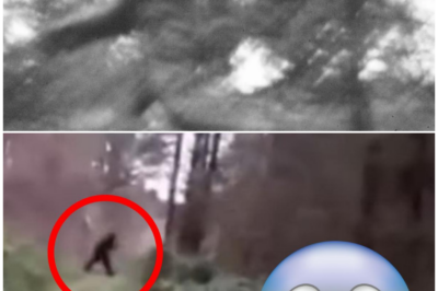 🦊 “THE LEGEND JUST STEPPED INTO REALITY”: Stunning New Bigfoot Video Has Experts Questioning Everything 👣📹