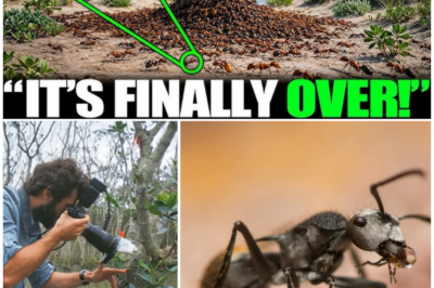 🦊 SCIENTISTS UNLEASH “KILLER ANTS” ON AUSTRALIA’S DEADLIEST SPECIES AND WHAT HAPPENED NEXT LEFT EXPERTS STUNNED AND SILENT 🚨