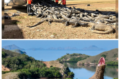 Releasing Thousands of Komodo Dragons in Florida Will Change Everything on the Land  A Shocking Wildlife Proposal Is Stirring Panic and Curiosity — Could Introducing the World’s Largest Lizards Into America’s Wetlands Reshape Entire Ecosystems Overnight, or Is This Another Viral Myth Spinning Out of Control? Click the Article Link in the Comment to Discover the Truth Behind the Headlines.  Rumors have spread online suggesting thousands of Komodo dragon could be released into Florida to control invasive species. The dramatic claim has ignited debate about environmental risks, predator balance, and unintended consequences.  In reality, there is no official plan to introduce Komodo dragons into Florida. Native to Indonesia, these powerful reptiles require specific island ecosystems, climate conditions, and prey dynamics that differ significantly from Florida’s wetlands. Wildlife experts consistently warn that introducing non-native apex predators can destabilize habitats rather than restore them.  Florida already faces ecological strain from invasive species like Burmese pythons, but releasing another large predator would create complex legal, environmental, and safety challenges. As sensational environmental stories trend online, separating speculation from science is critical before assuming such drastic measures are underway.