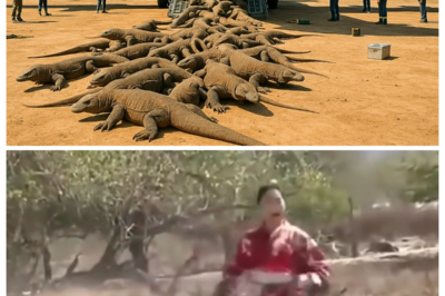 Florida Released Thousands of Komodo Dragons — What They Finally Found Is Terrifying