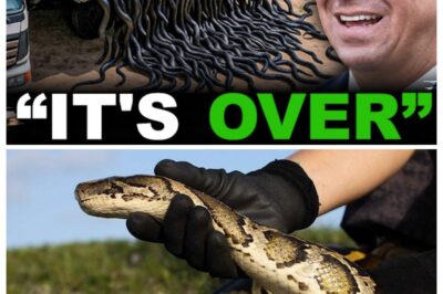 What Happens When You Release HUNDREDS of Snake Killers in Florida