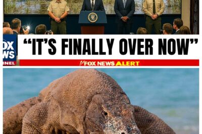 Florida Released Thousands of Komodo Dragons — What They Finally Found Is Terrifying rb