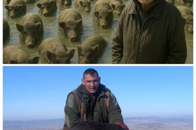 WHY DON’T THEY EAT MILLIONS OF WILD BOARS IN AMERICA?