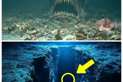 What They Captured In The Puerto Rico Trench Will Blow Your Mind  Thousands of feet beneath the waves, where light dies and pressure crushes steel, lies one of Earth’s final frontiers, the Puerto Rico Trench. But when scientists sent down a deep-sea drone to explore the environment , what they captured was so disturbing, it left the entire research crew speechless.